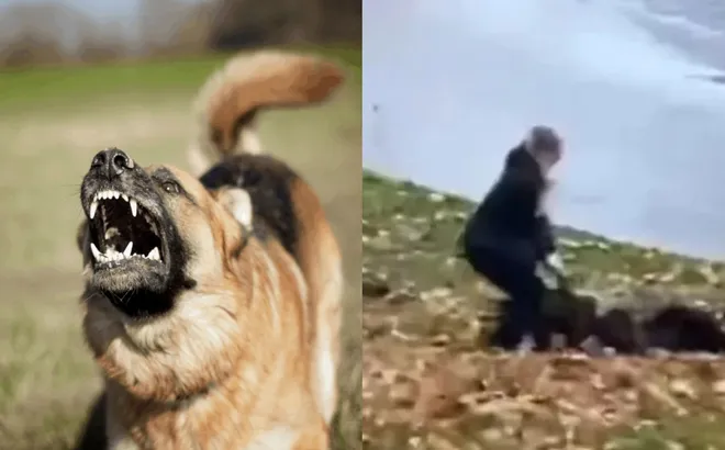 Khoảnh khắc cậu bé hoảng loạn bị chó dữ tấn công, người chủ lạnh lùng bỏ chạy
