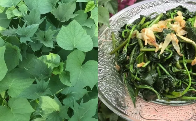 Loại rau mọc đầy vườn cho không ai lấy, hóa ra là 'kẻ thù' của ung thư, tốt hơn 'thần dược'