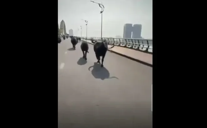 Clip: Đàn trâu chạy rông vượt qua cầu Rồng ở Đà Nẵng khiến người dân hoảng hốt