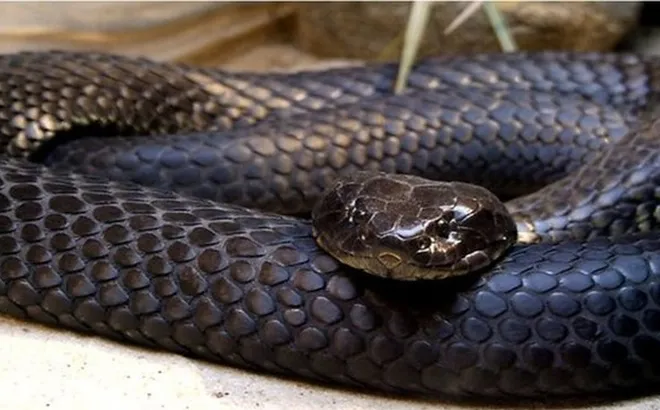 Bị rắn độc cắn khi đang làm đồng, người phụ nữ rơi vào hôn mê: 12 giờ giành lại sự sống