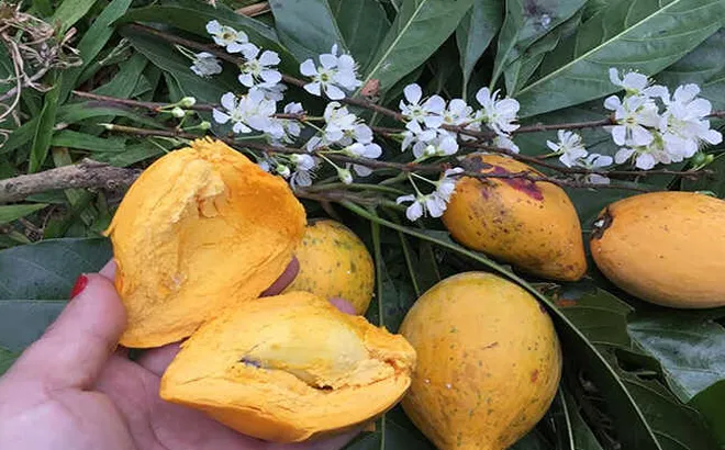 Một loại quả quê âm thầm "lột xác": Xưa rụng đầy gốc không ai ăn nay được săn lùng vì một lý do đặc biệt