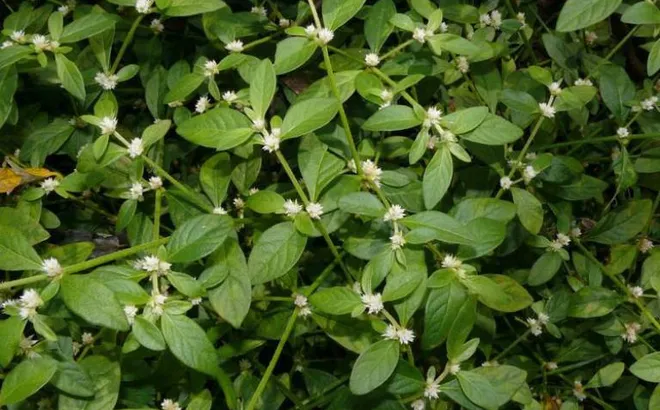 Từng mọc đầy ven mương, chỉ để cho gia súc ăn, loại rau này nay “đổi vai” thành đặc sản được săn tìm