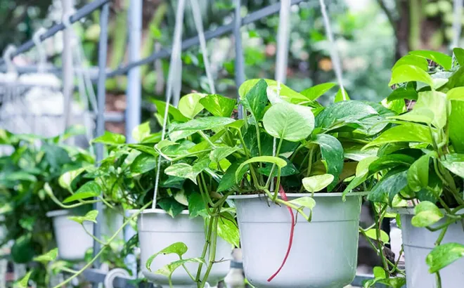 Ban công nhỏ vẫn "nở lộc", hóa “khu vườn trên cao” nếu chọn đúng cây: 5 loại cây vừa đẹp vừa dễ chăm, càng trồng càng thấy lời