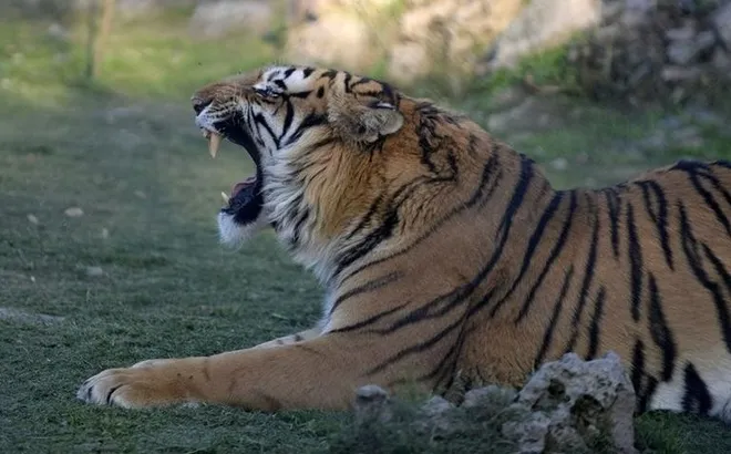 Đang hái lá, người phụ nữ 30 tuổi bị hổ dữ vồ tử vong thương tâm