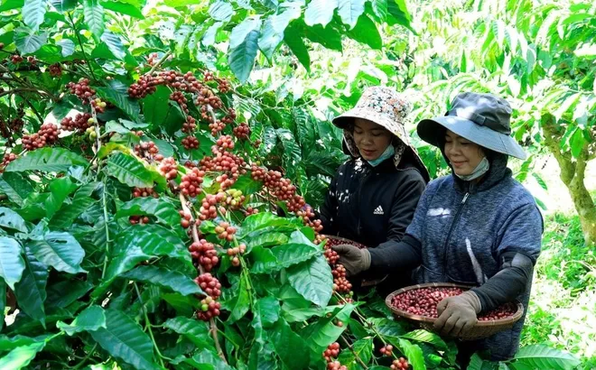 Doanh nghiệp cà phê nếm đủ vị đắng - ngọt trong năm 2023