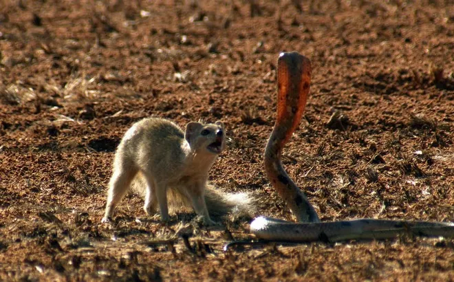 Video: Cái kết kinh ngạc trong cuộc "tử chiến" giữa rắn hổ mang và cầy mangut vàng