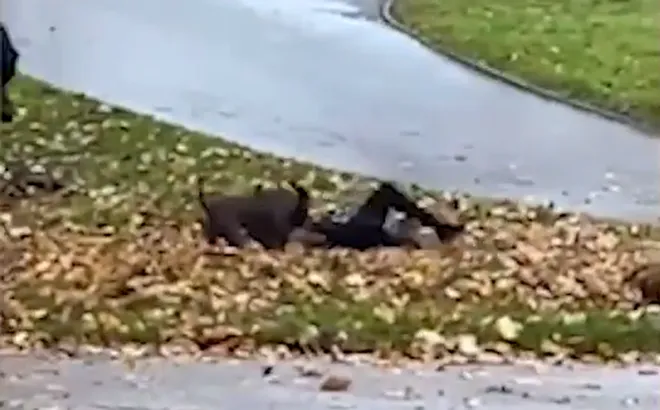 Video: Hãi hùng khoảnh khắc Pitbull vật lộn, cắn xé một nam sinh