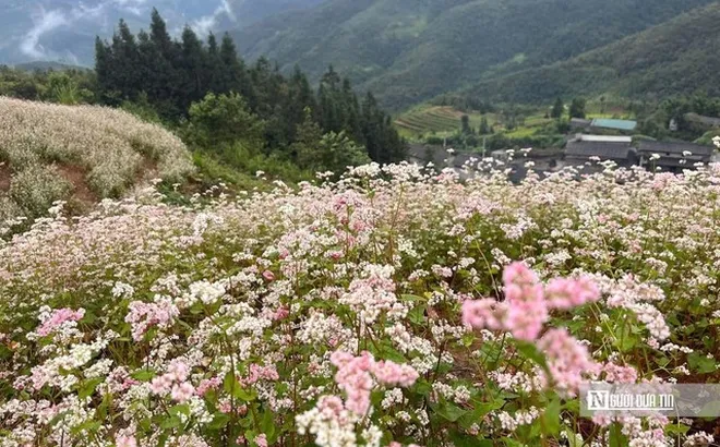 Hà Giang: Lễ hội hoa tam giác mạch, 10 năm khắc ghi dấu ấn