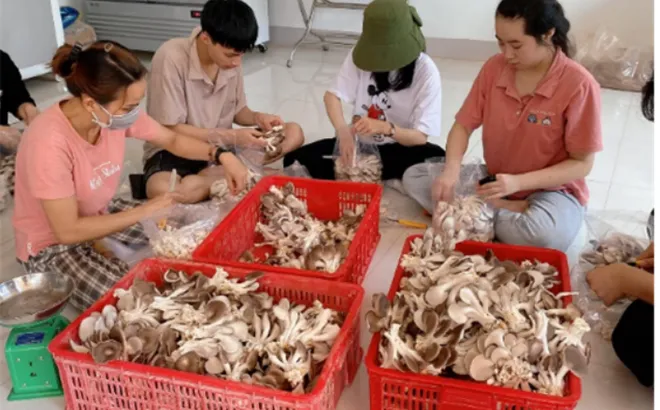 Học viện Nông nghiệp Việt Nam đầu tư nghiên cứu khoa học cho sinh viên chuyên ngành nấm ăn, nấm dược liệu