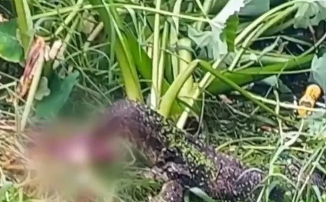 Thái Lan: Thi thể trẻ sơ sinh bị thằn lằn gặm, cảnh tượng ám ảnh cả khu phố