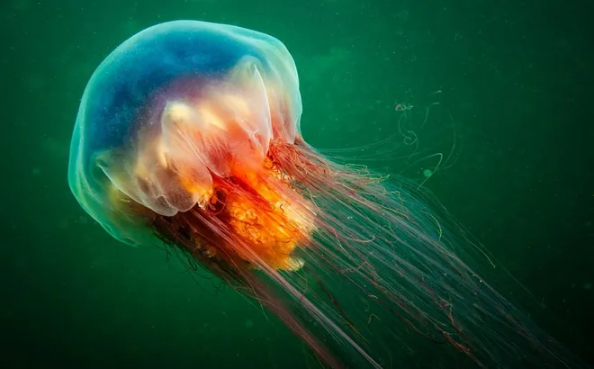 Sứa khổng lồ dạt vào bãi biển, nhìn đẹp như mơ nhưng đụng vào là rát như lửa