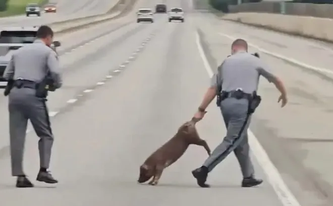 Clip: Heo rừng "đi lạc" lên cao tốc, cảnh sát phải chạy bộ đuổi bắt khiến dân mạng cười ra nước mắt