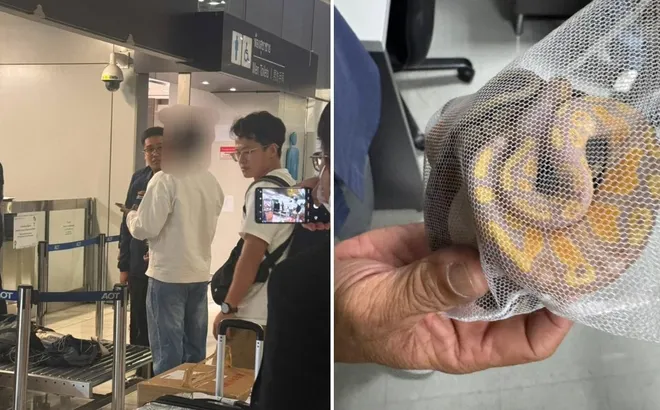 Giấu trăn trong quần lót, du khách nhận cái kết đắng