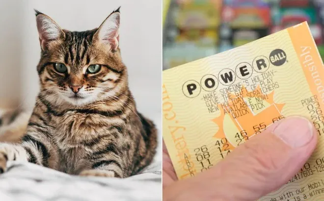 Chú mèo "thần tài" vô tình “đào” ra tấm vé số trúng 3,6 tỷ đồng giúp cả nhà đổi đời