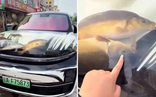 "Độ" nắp capo thành bể cá, tài xế bị cảnh sát cảnh cáo, cộng đồng mạng “ném đá” dữ dội