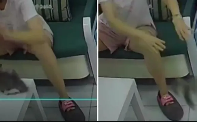 4 chú mèo con chết thảm sau màn “vuốt ve” của người phụ nữ: Camera phơi bày sự thật khiến dân mạng rùng mình