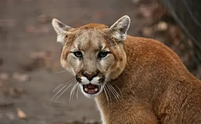 Clip: Gia đình hoảng hồn khi thấy “vị khách không mời” này thản nhiên bước vào, "khóa mắt" với chủ nhà trước khi phá tung cửa bỏ đi