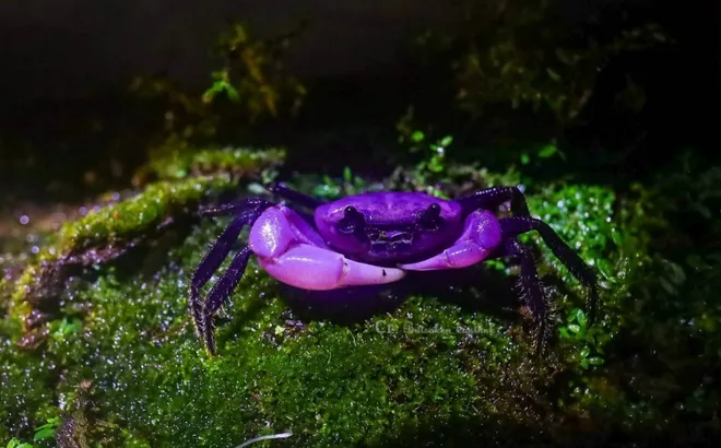 Loài cua tím hiếm thấy, lấp lánh như viên ngọc quý khiến cư dân mạng say mê và khen ngợi hết lời