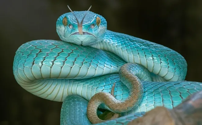 Tin vào mẹo dân gian nuốt mật rắn để khỏe, người đàn ông sốc nặng khi bác sĩ lôi ra ký sinh trùng dài tới 18 cm trong não