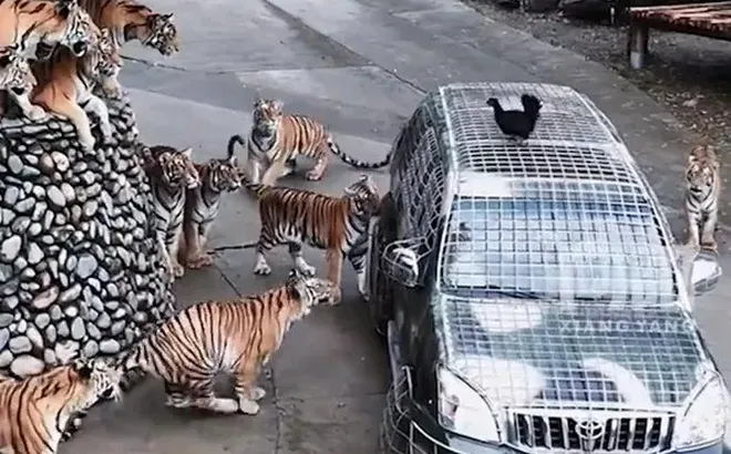 "Việc nhẹ lương cao": Vườn thú tuyển tài xế cho hổ ăn, lương hơn 180 triệu đồng/tháng gây “bão” mạng