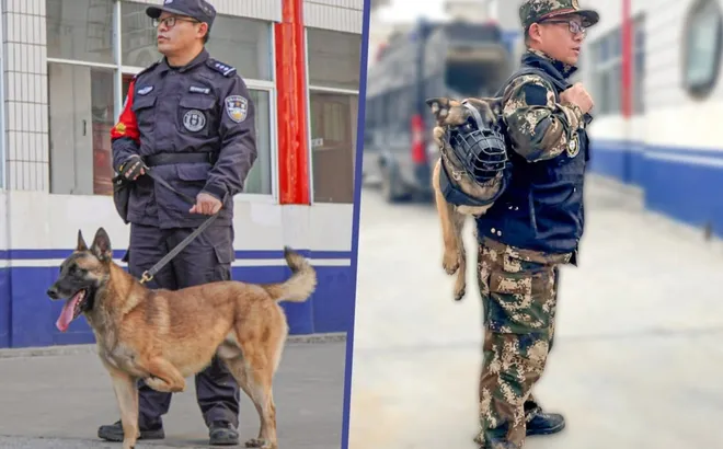 Từng bị đề nghị tiêu huỷ, chú chó ba chân giờ thành cảnh khuyển khiến dân mạng cảm động