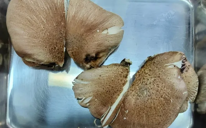 Tin AI, cụ ông 70 tuổi suýt mất mạng