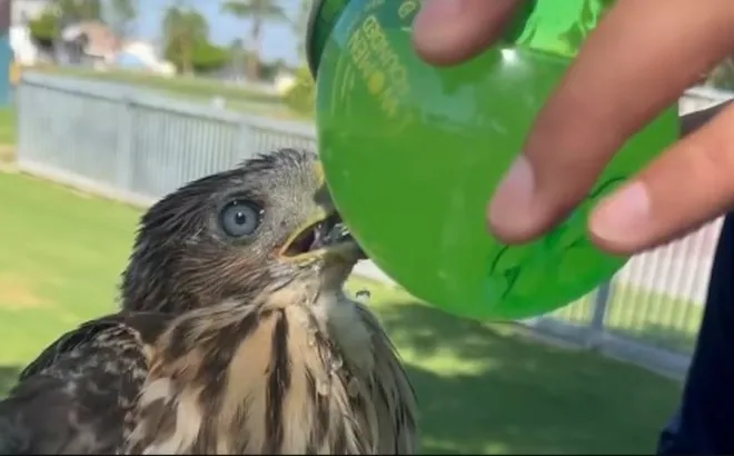 Đi tù vì cho chim ưng uống rượu