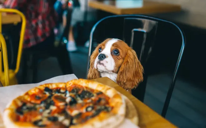 Khách mang chó lên bàn ăn, nhà hàng phải đập bỏ 600 bộ bát đĩa và tạm ngừng hoạt động ngay lập tức