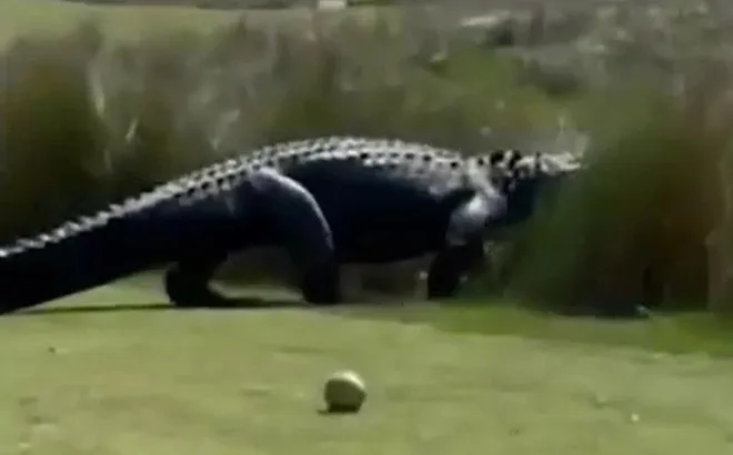 Clip: Khoảnh khắc thót tim khi chứng kiến cá sấu khổng lồ thong thả đi ngang qua sân golf