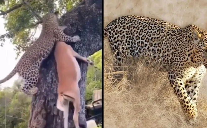 Clip chứng minh khả năng săn mồi và cảnh giác đỉnh cao của báo hoa mai