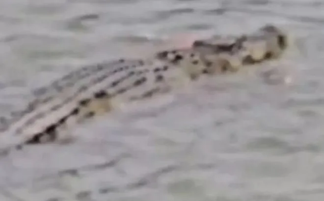 Đau đớn: Cụ ông 80 tuổi bị cá sấu dài 3m ngoạm tử vong khi đang tắm sông