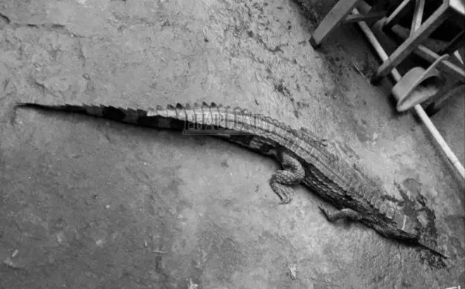 Vụ cá sấu sổng chuồng, cắn thầy giáo ở Tây Ninh: Tiết lộ "sốc" về mức xử phạt đối với chủ con cá