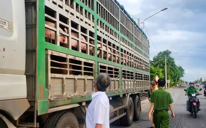 Kinh hoàng: 54 con lợn nhiễm dịch tả châu Phi suýt trót lọt vào miền Nam